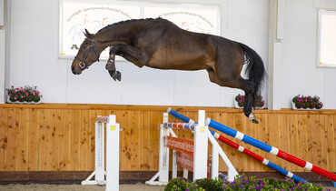 Cooperation of Dutch horse dealers leads to the best result