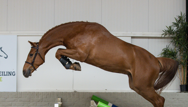 Almost 25 top quality showjumpers selected in the next Paardenveilingonline auction