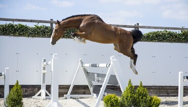 Don’t miss this Youhorse.auction collection