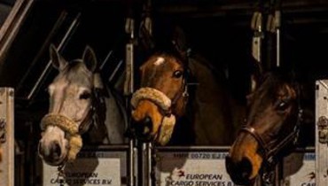 62 of the world’s best horses touch down in Hong Kong