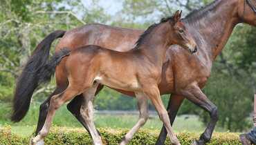 Haras de Hus Online Auction, from May 29 to 31!