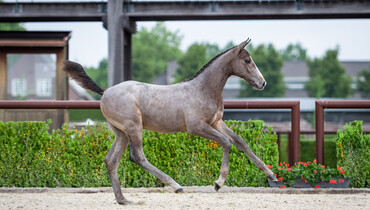 Biddings can commence for 11 foals in the Trigon Foal Auction I