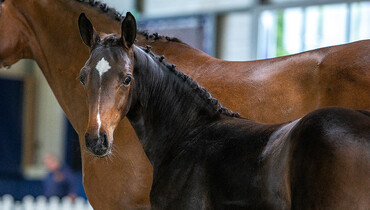 ¾ sister of Levis de Muze, offspring by Carrera de Muze, Centa de Muze, Panama du Seigneur, 1.60m Grand Prix mares...