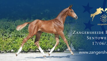 Zangersheide Live Foal Auction Friday 17th of June at Sentower Park (BE)