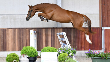 ET Auction: Foals and young horses on air!