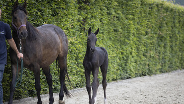 Stunning and exceptional collection Equestrian-Auctions is live!