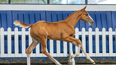 World class foals out of Europe’s best breeding mares: Centa de Muze, Carthina Z, Panama du Seigneur, Carrera de Muze, Nations Cup winner Kassandra van ‘t Heike…….