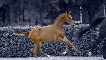 Foal Auction Prinsjesdag launches spectacular collection for CSI Ommen