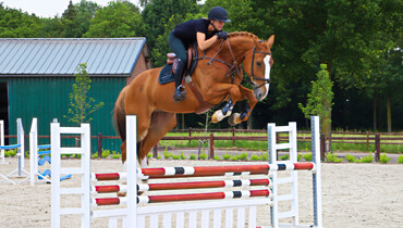 Second DHT Auction offers showjumping horses and ponies, talented youngsters, and a pleasure horse
