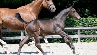 Standard of today’s Flanders Foal Auction extremely high