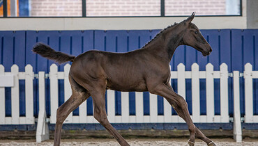 Worldwide demand for today’s showjumping foal auction of Grand Prix Sales!