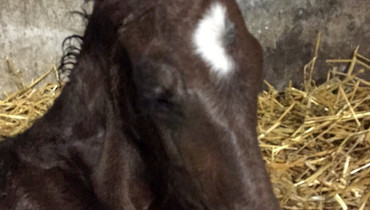 A foal for Noltes Küchengirl