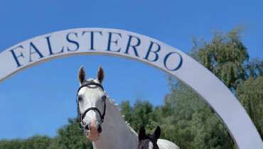 1st Holsteiner Foal Auction at Falsterbo Horse Show: World genetics rooted in Holsteiner damlines