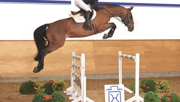 72 000 Euro for Coleen at the Holsteiner auction