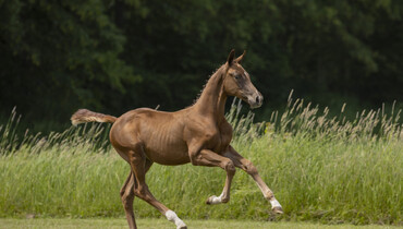 Fillies and female embryos out of the best dam lines at StuDutch July auction