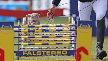 Flashback to Falsterbo Horse Show, part three