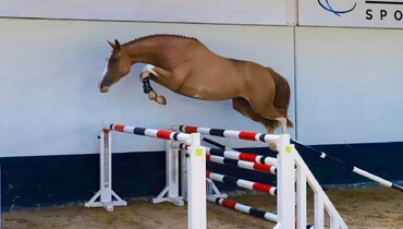 Dutch Horse Trading tries to meet demand for quality
