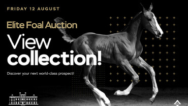 Bolesworth Elite Foal Auction