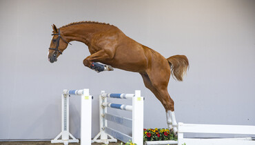Time to invest in HX Auctions’s future talents