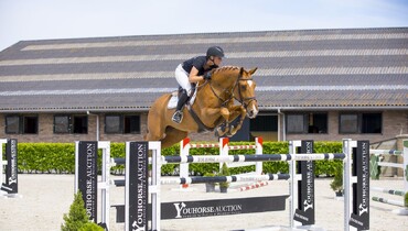 Youhorse.auction celebrates 25th online auction