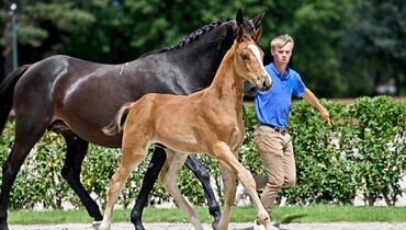 Equinia Auctions presents Golden River Auction - BWP Leiestreek