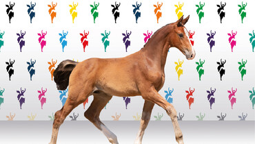 Holsteiner CSI Hof Waterkant Auction Sale: Three valuable embryos added to the collection