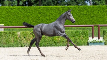 Jaw-dropping Trigon foals
