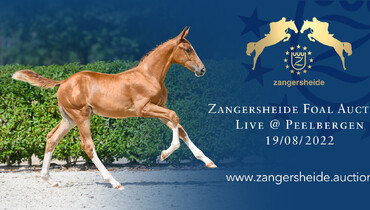 Zangersheide presents second live foal auction collection, held 19 August 2022 at Peelbergen