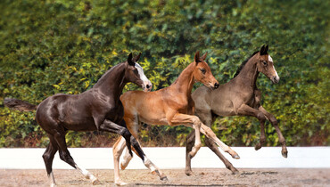 Holsteiner Elite Foal Auction Sale 2022: Collection boasting Olympic and World Champion relatives