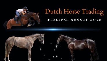 Quality jumpers in August auction of Dutch Horse Trading