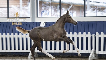Grand Prix Sales: Fillies by Chacco Blue, Cumano, Heartbreaker…. out of world class families!