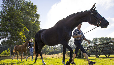 Collection Foal Auction Prinsjesdag: World Championship medallists represented