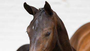 High-quality potential at Paardenveilingonline