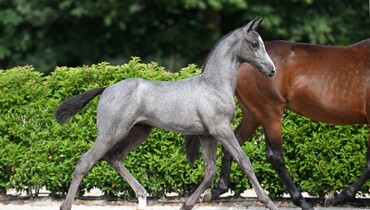 Bid now on Stud2000 Online Auction - powered by Zangersheide