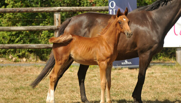 Haras Des Flagues does it again!