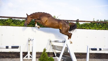 Youhorse.auction: Jumping horses, foals, broodmares and a pony