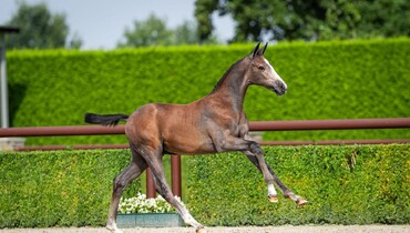 Trigon Foal Auction IV, Don’t miss out, get your bids in!