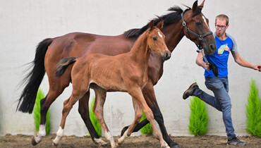 Bid now on Kattenheye.Horse Auction - foals, embryos & broodmares for sale direct from the breeder!