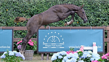 Belgian Foal Auction: Experience the difference!