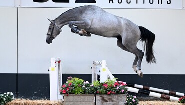SLF Auction is back with a high-quality collection of showjumpers, foals, and embryos