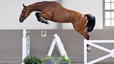 New: Flanders Youngsters Auction during CSI2* Zandhoven