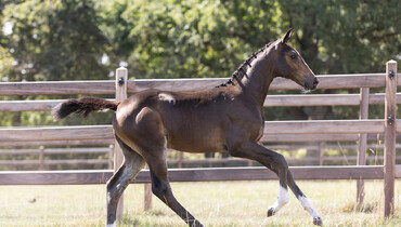 'First time evers’ in final summer collection of Equestrian-Auctions