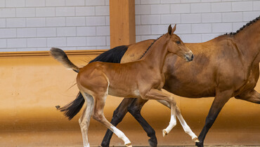 More than 80 future talents for sale in the Limburg Foal Auction