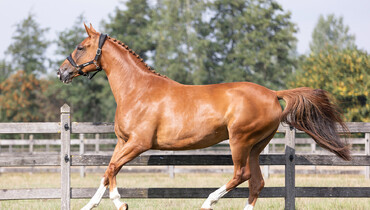 Aunt of most expensive foal ever sold for sale at Equestrian Auctions