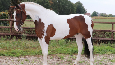 Dutch Horse Trading offers wide variety of horses in September auction
