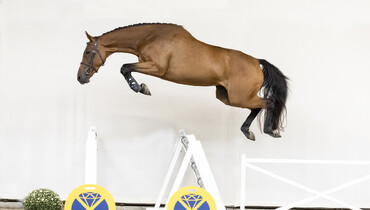 The Youngsters Auction launches promising collection of 3-year-old showjumpers