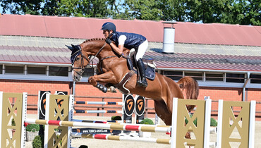 Lewitz horses to Sweden
