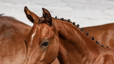 Top class jumping foals and embryos at Paardenveilingonline