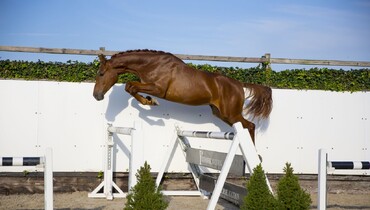 Sensational horses in next Youhorse.auction