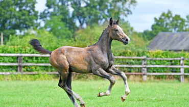 Equinia Auction presents: Haras de Brullemail Auction from the 15th to the 17th of October 2022!